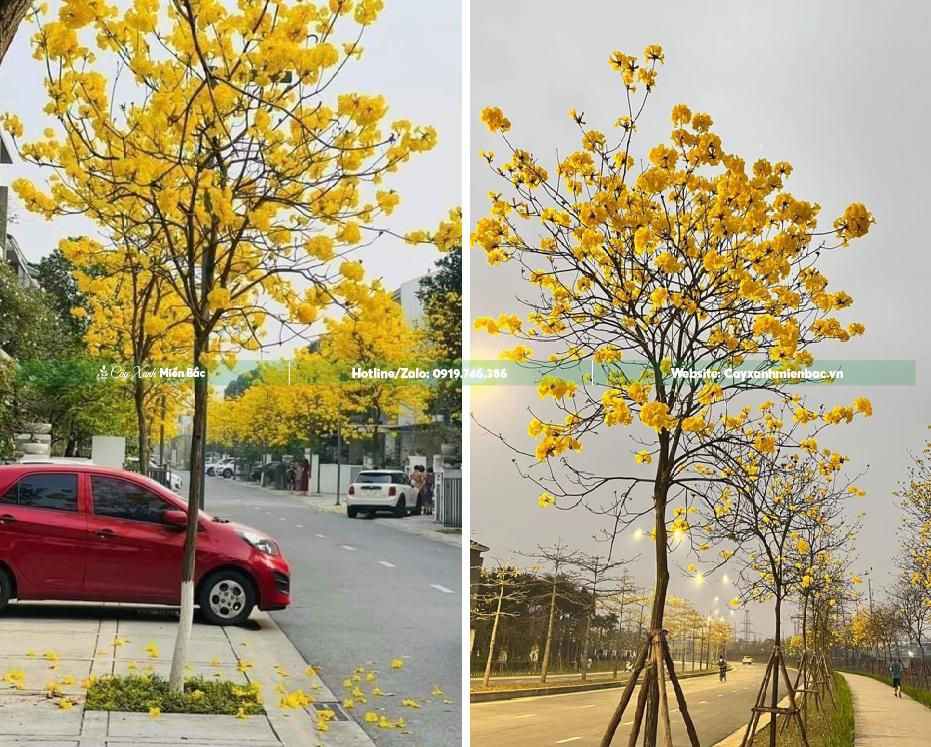 Cây phong linh trồng đường phố Cây phong linh trồng đường phố