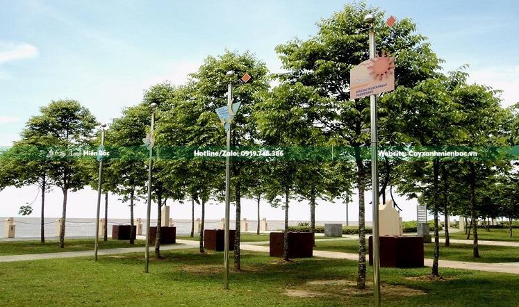 Cây sao đen trồng resort Cây sao đen trồng resort