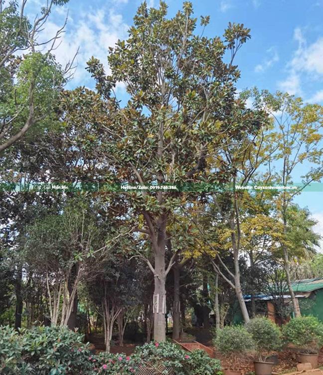 Cây sen đất cỡ khủng Cây sen đất cỡ khủng