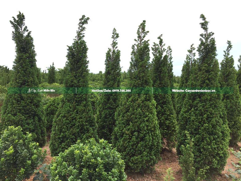 Cây tùng tháp cao 2m Cây tùng tháp cao 2m