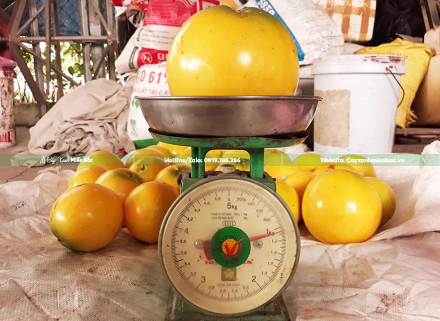 Quả vú sữa hoàng kim Quả vú sữa hoàng kim