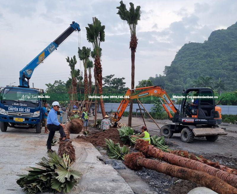 Trồng cây cọ trơn tại công trình