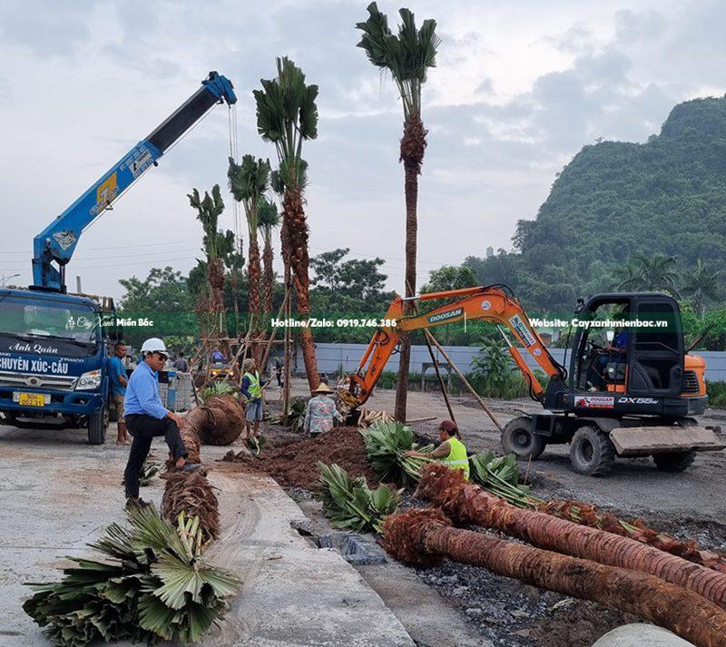 Trồng cây cọ trơn tại công trình