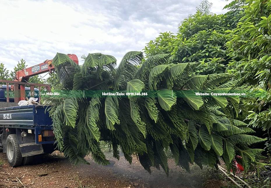 bán cây bách tán giá rẻ