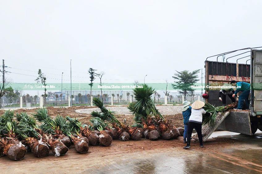 bán cây cọ mỹ