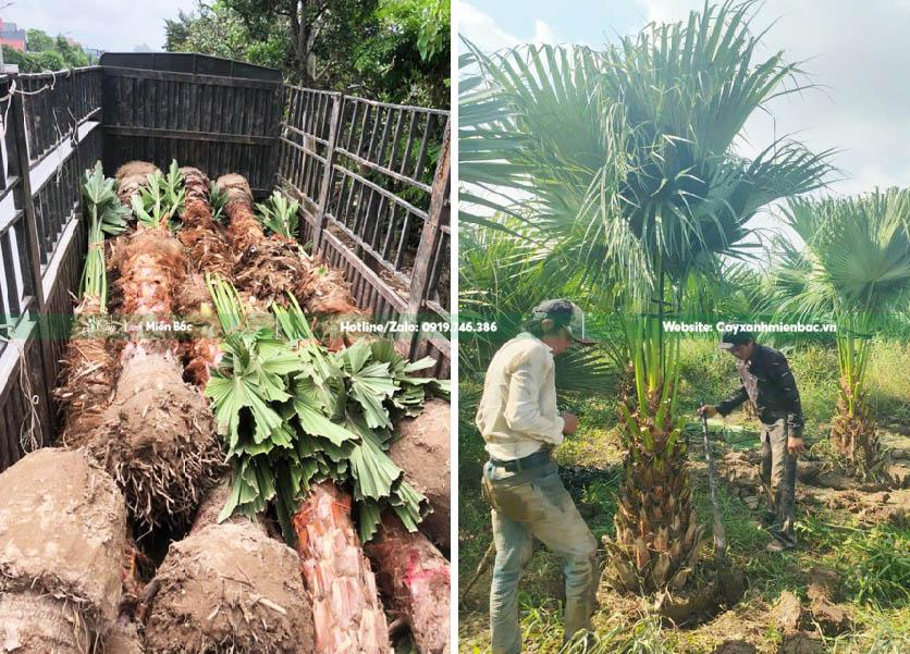 bán cây cọ trơn giá tốt