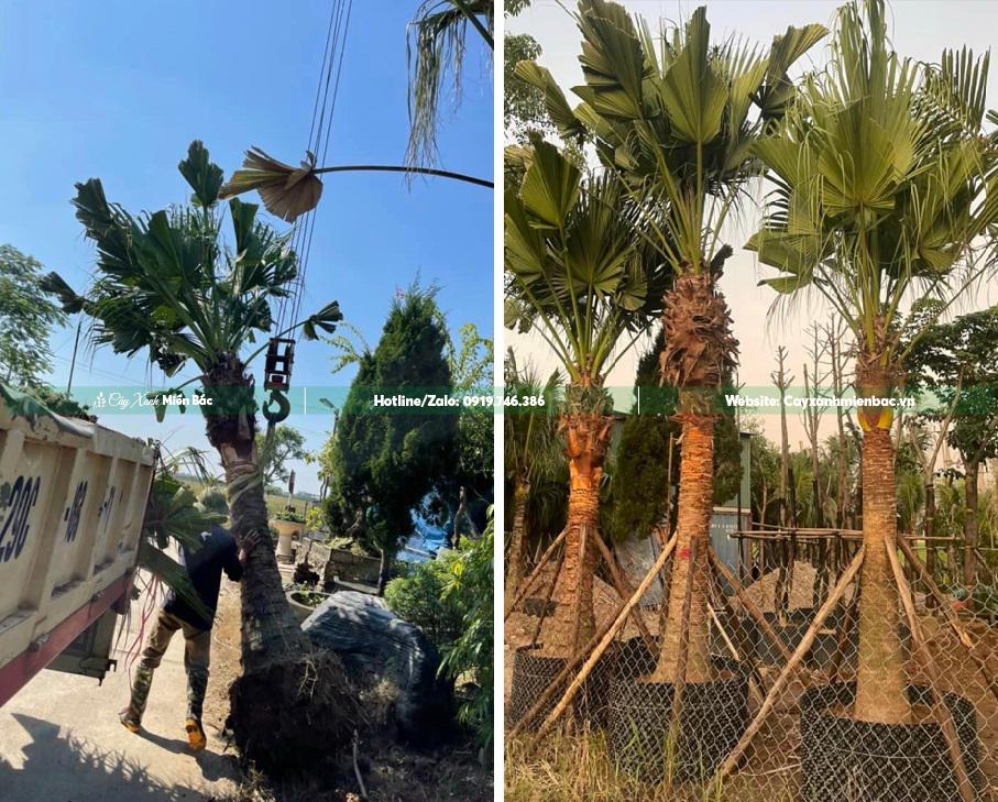 bán cây cọ bán cây cọ