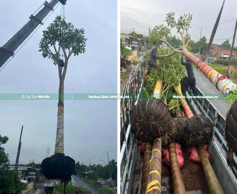 bán cây kèn hồng ra công trình