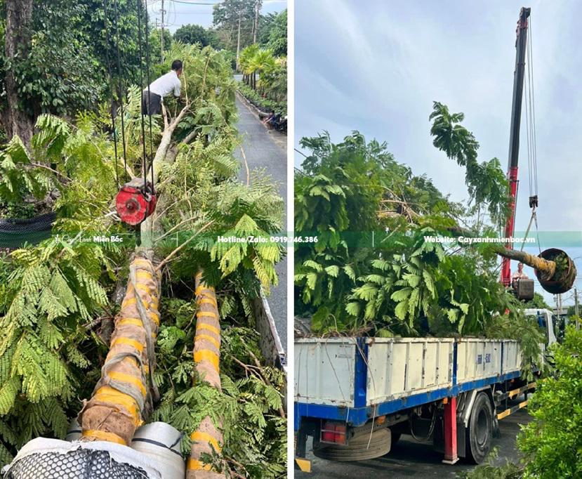 bán cây lim xẹt giá tốt bán cây lim xẹt giá tốt