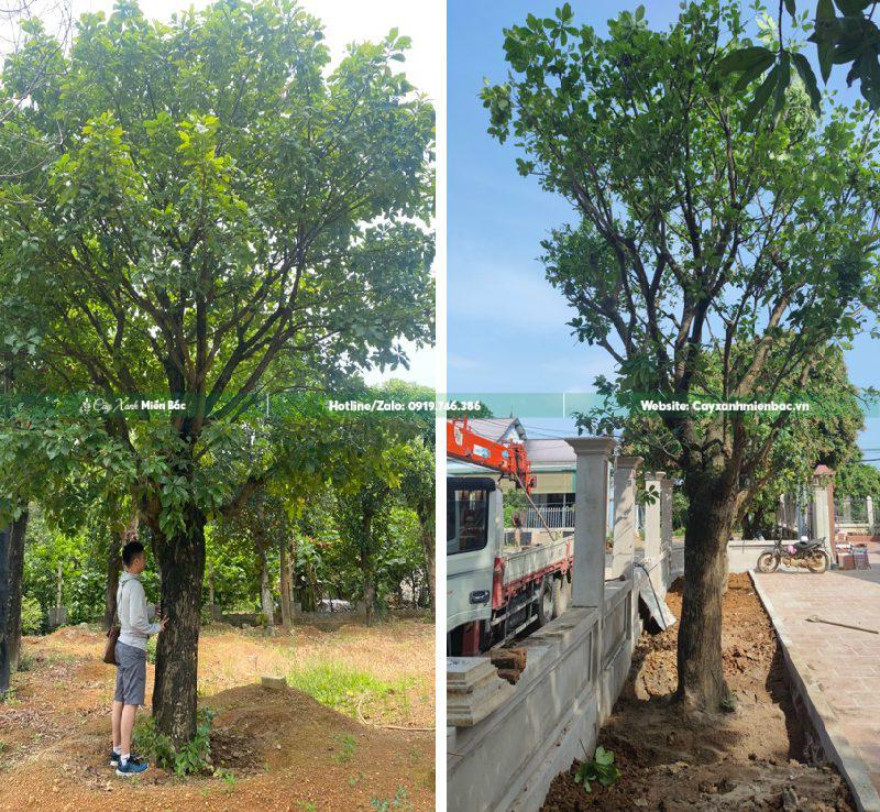 bán cây lộc vừng