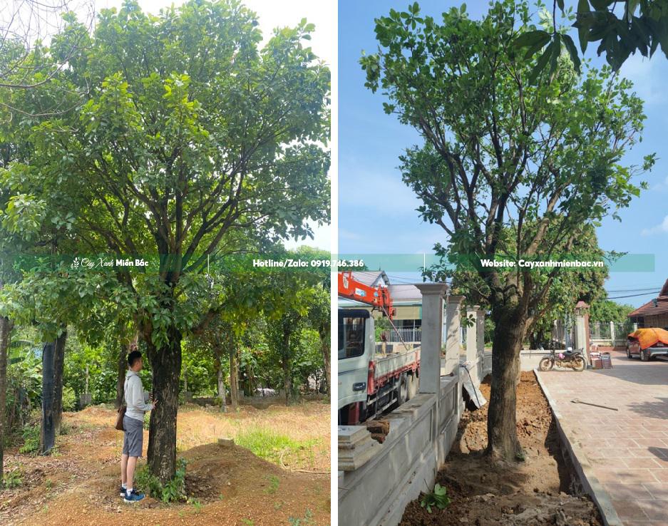 bán cây lộc vừng bán cây lộc vừng