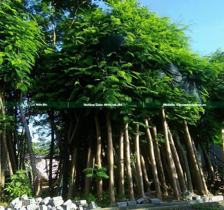 bán cây phượng đỏ giá tốt bán cây phượng đỏ giá tốt