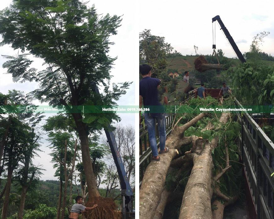 bán cây phượng vĩ đỏ bán cây phượng vĩ đỏ