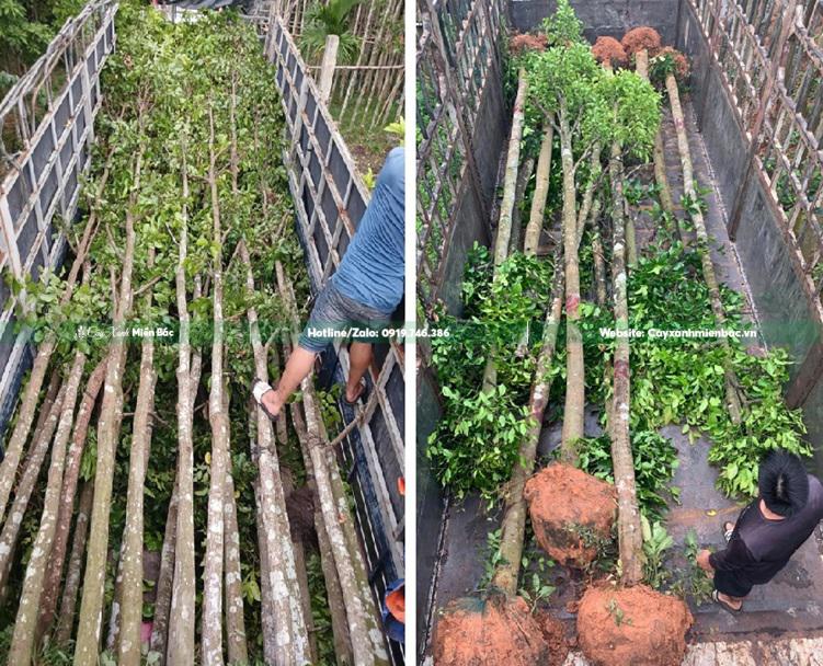 bán cây sao đen giá tốt bán cây sao đen giá tốt