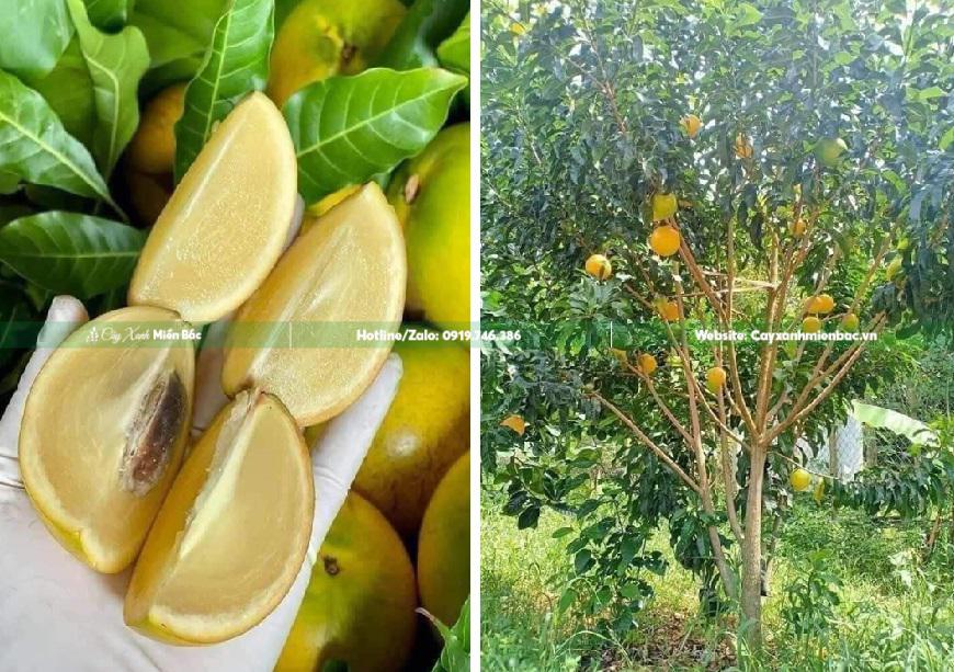 bán cây vú sữa hoàng kim bán cây vú sữa hoàng kim