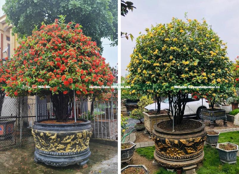 cặp mẫu đơn cổ thụ cặp mẫu đơn cổ thụ