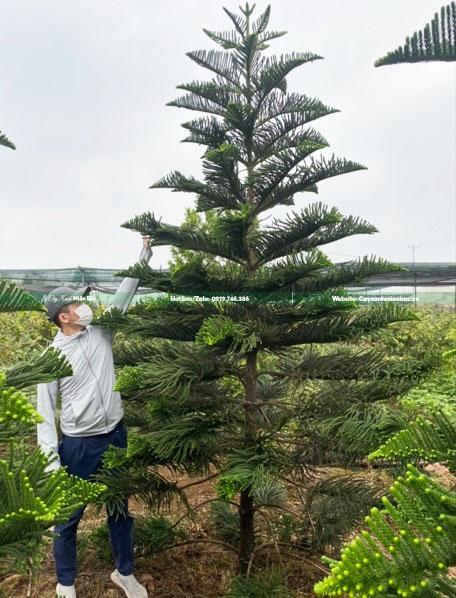 cây bách tán cây bách tán