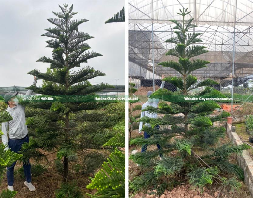 cây bách tán cỡ to cây bách tán cỡ to