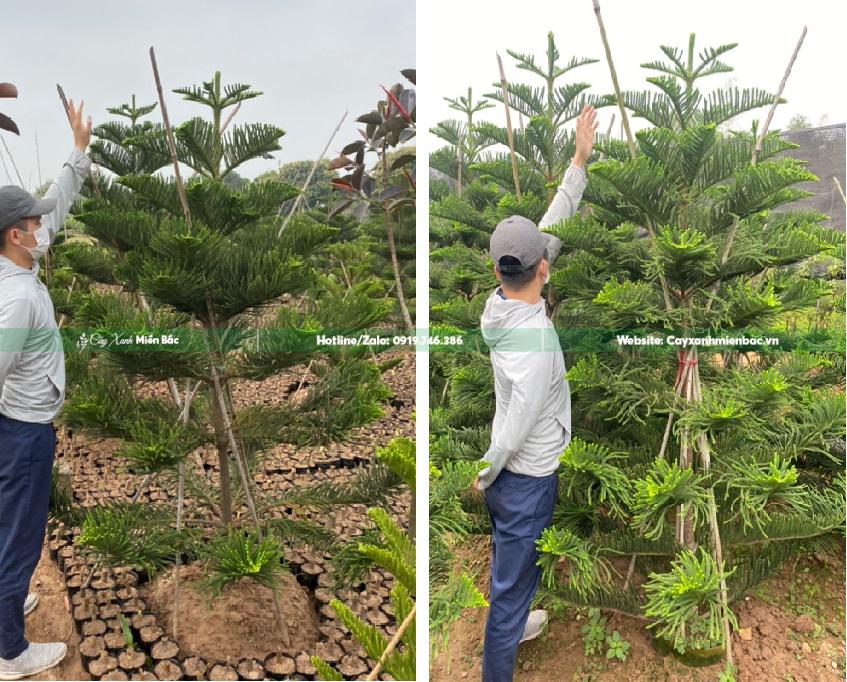 cây bách tán trung bình cây bách tán trung bình