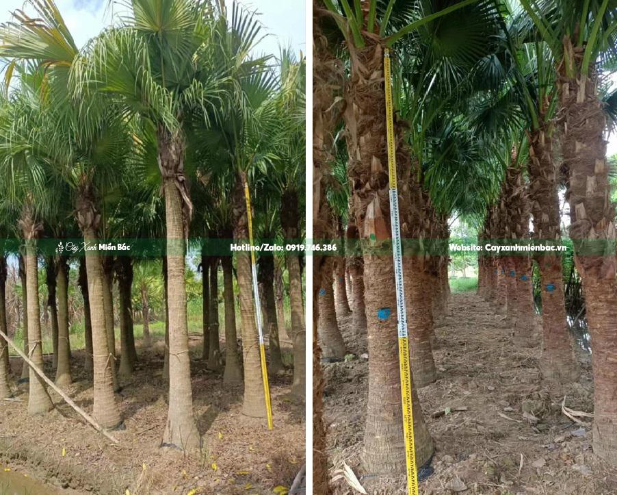 cây cọ lóng 3m cây cọ lóng 3m