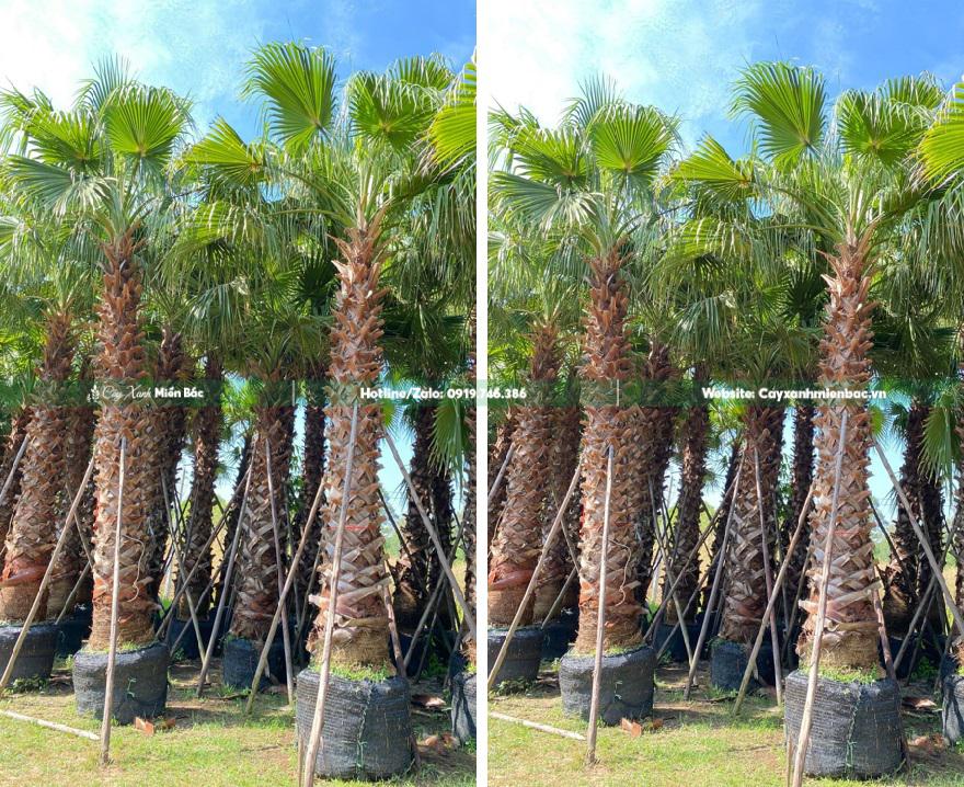 cây cọ mỹ giá tốt cây cọ mỹ giá tốt