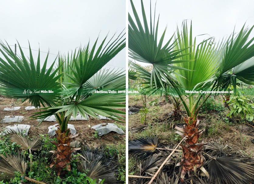 cây cọ mỹ giống