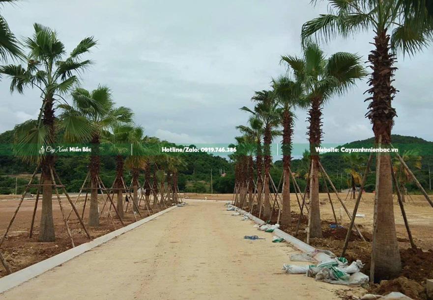 cây cọ mỹ trồng cảnh quan cây cọ mỹ trồng cảnh quan