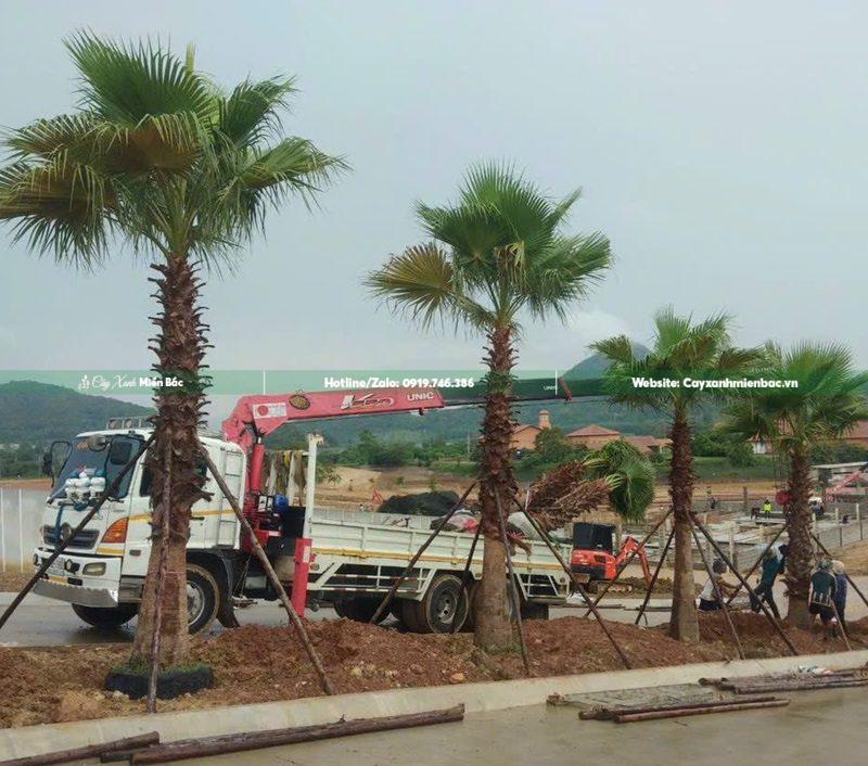 cây cọ mỹ trồng công trình