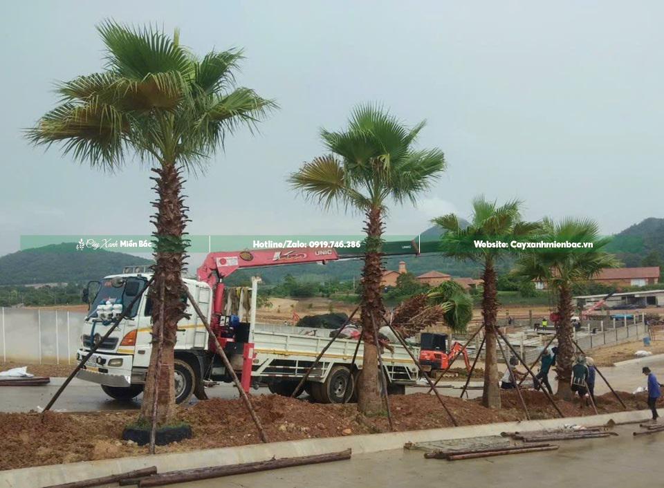 cây cọ mỹ trồng công trình cây cọ mỹ trồng công trình