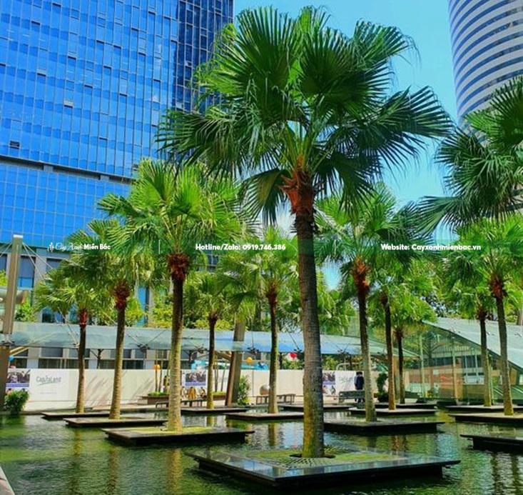 cây cọ thân trơn cây cọ thân trơn