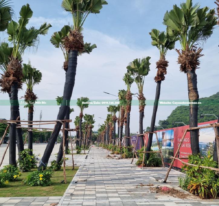 cây cọ trồng công trình cây cọ trồng công trình