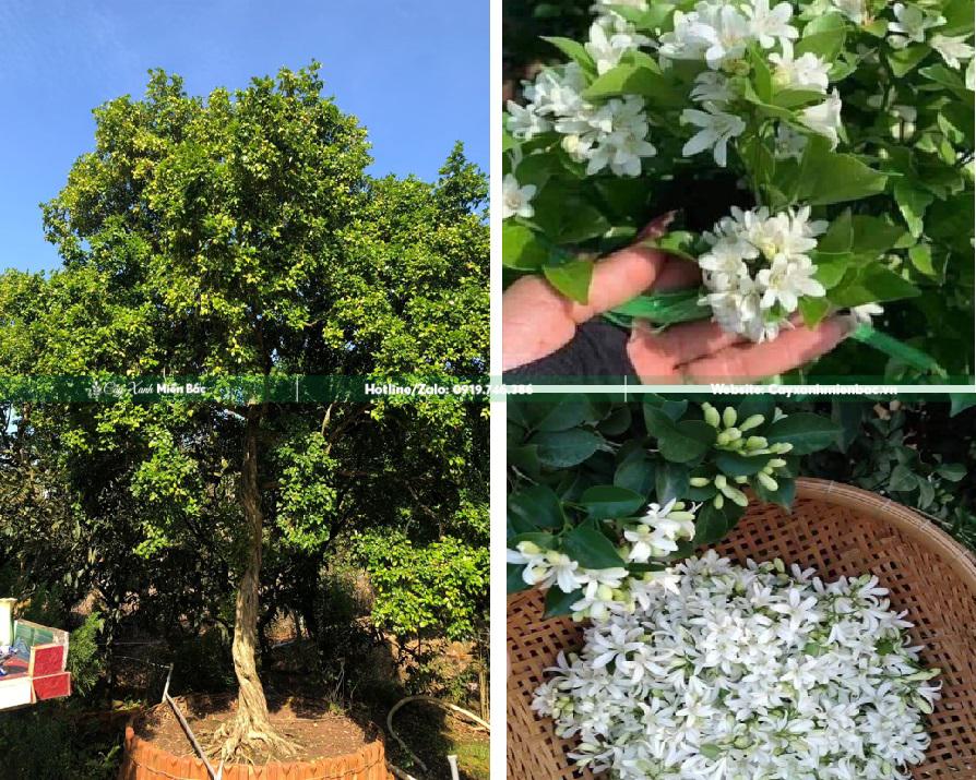 cây hoa nguyệt quế cây hoa nguyệt quế