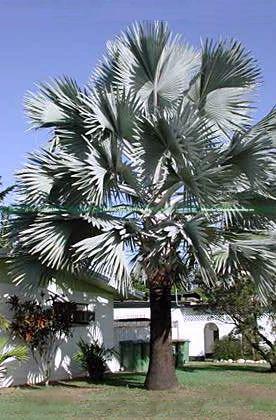 cây kè bạc cỡ lớn sân vườn cây kè bạc cỡ lớn sân vườn