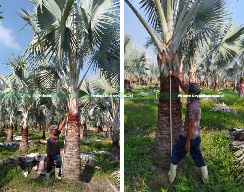 cây kè bạc lóng 2m cây kè bạc lóng 2m