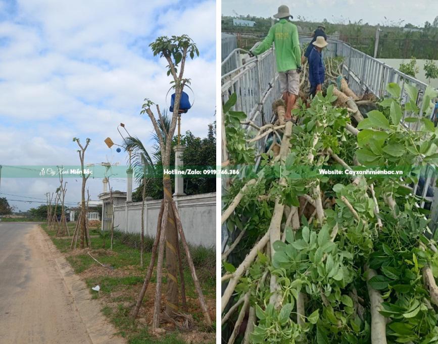 cây kèn hồng công trình giá tốt