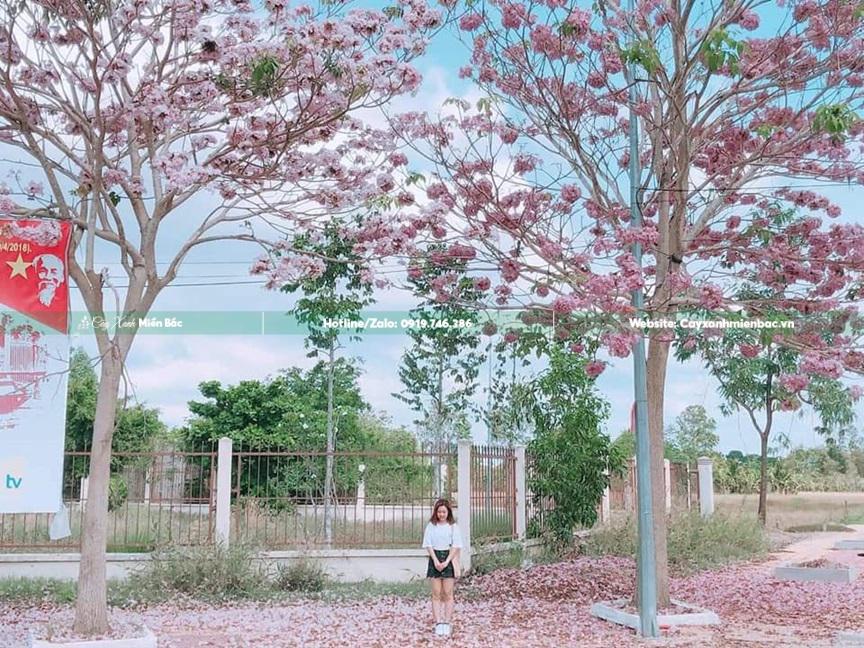 cây kèn hồng nở hoa cây kèn hồng nở hoa