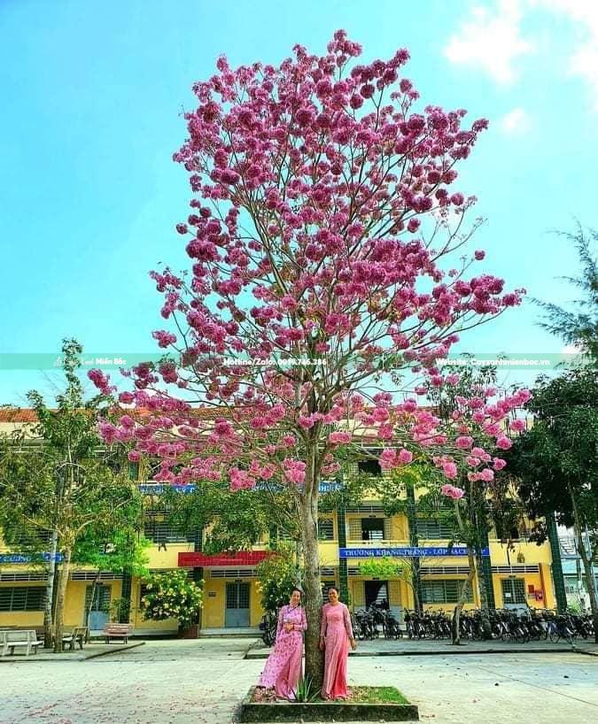 cây kèn hồng cây kèn hồng