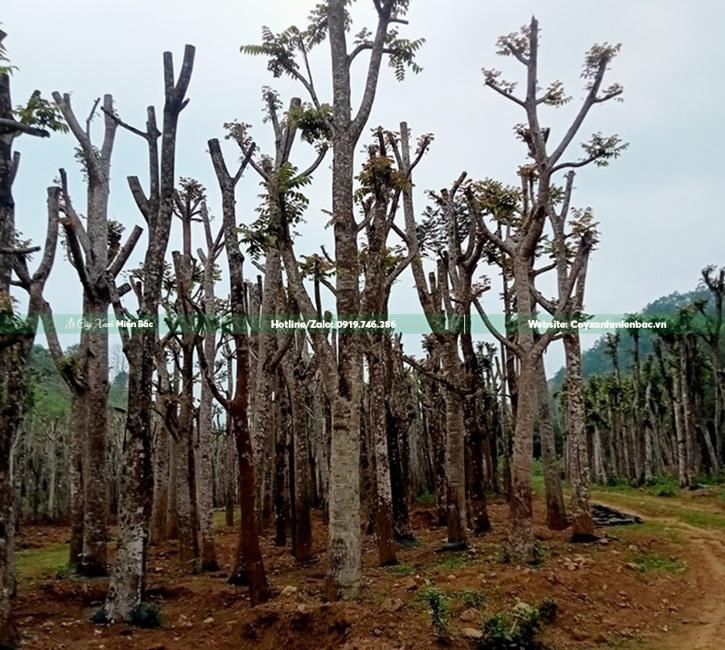 cây lát hoa cỡ lớn cây lát hoa cỡ lớn