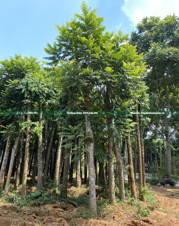 cây lát hoa cỡ trung cây lát hoa cỡ trung