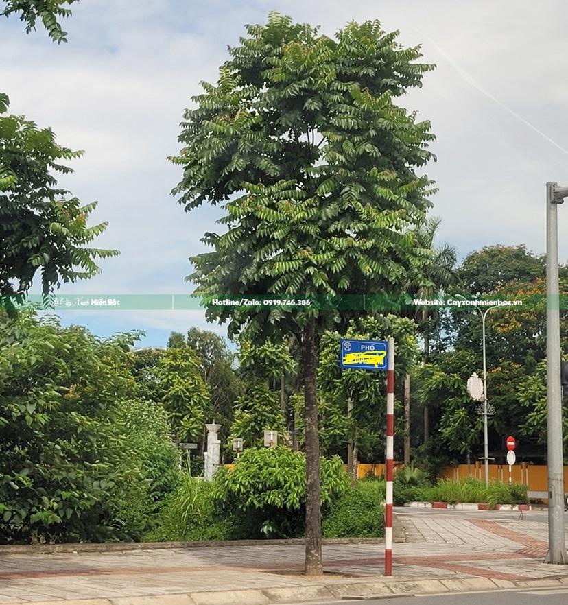 cây lát hoa công trình cây lát hoa công trình