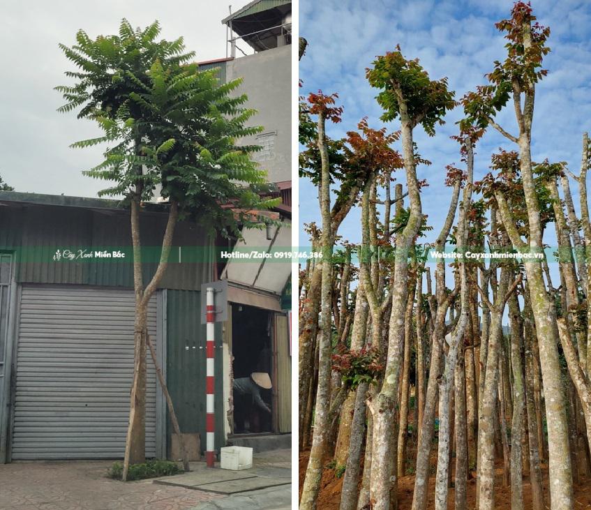 cây lát hoa giá tốt cây lát hoa giá tốt