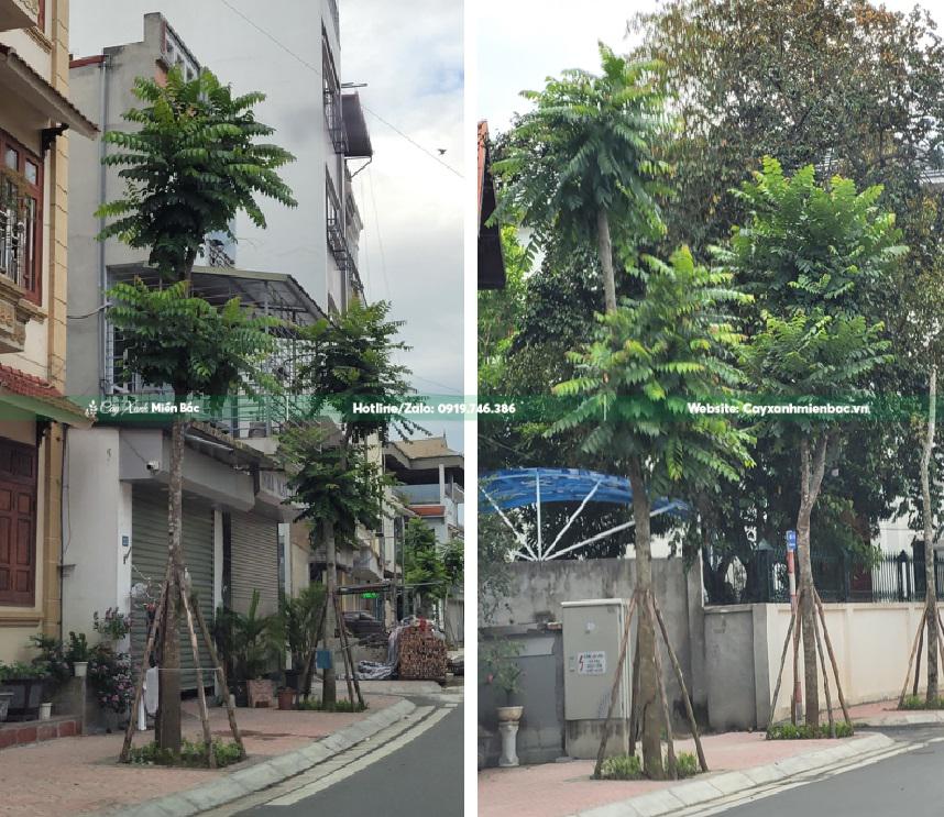 cây lát hoa trồng công trình cây lát hoa trồng công trình