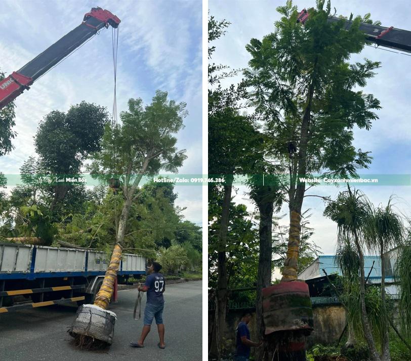 cây lim xẹt cỡ lớn cây lim xẹt cỡ lớn