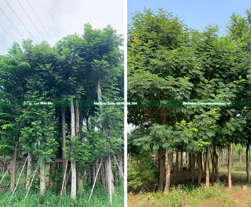 cây lim xẹt giâm ủ cây lim xẹt giâm ủ