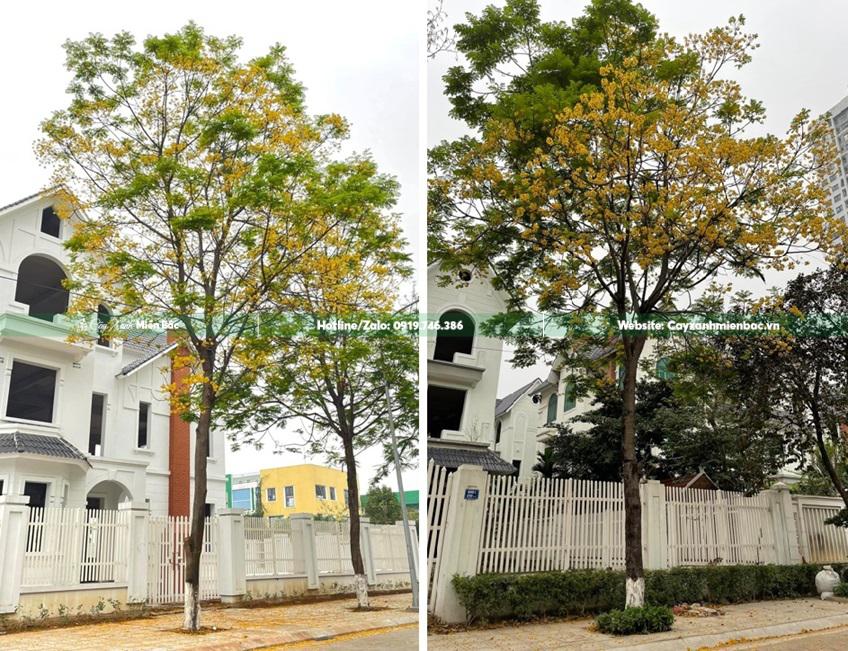 cây lim xẹt hoa vàng cây lim xẹt hoa vàng