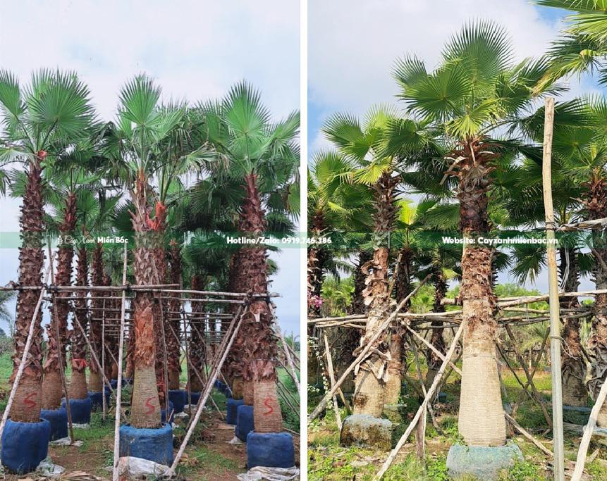 cây lọc mỹ lóng 4m cây lọc mỹ lóng 4m