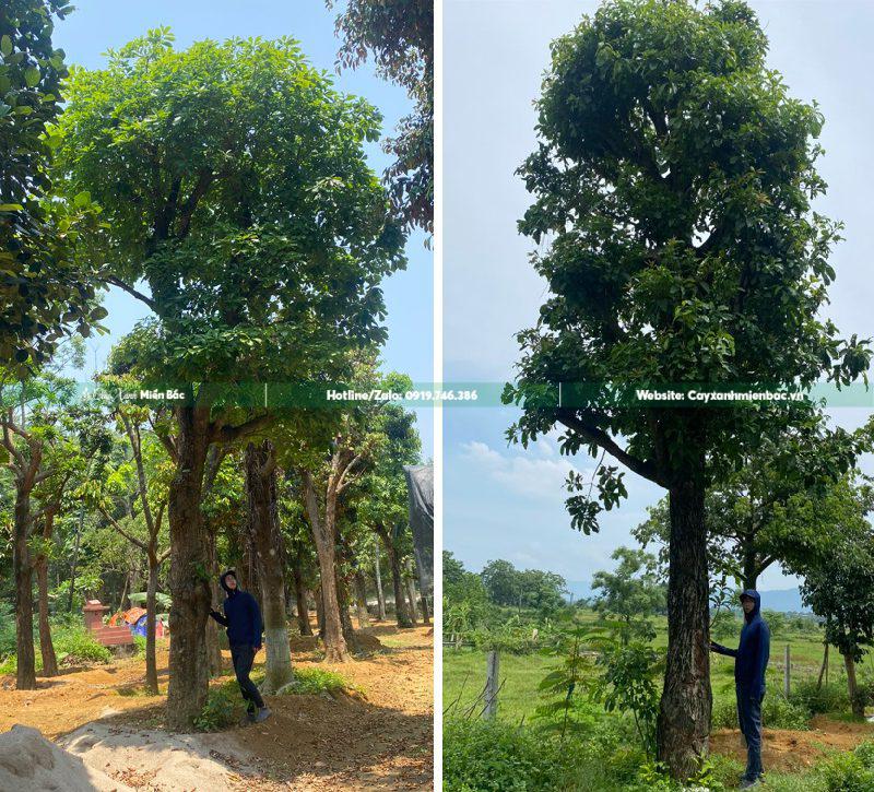 cây lộc vừng cỡ lớn