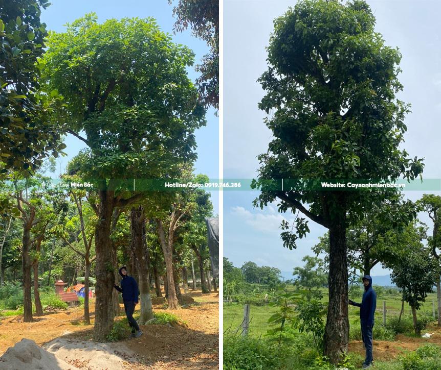 cây lộc vừng cỡ lớn cây lộc vừng cỡ lớn