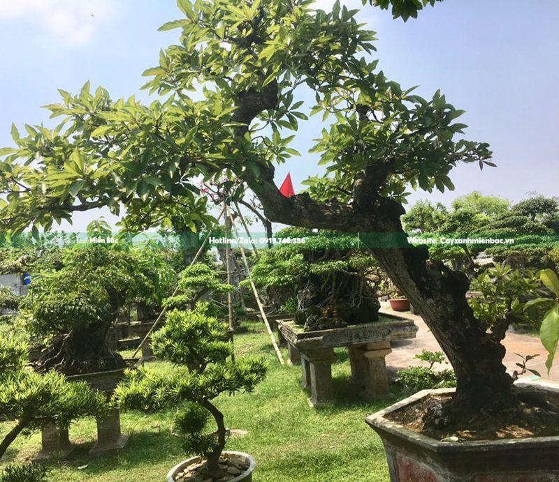 cây lộc vừng dáng huyền