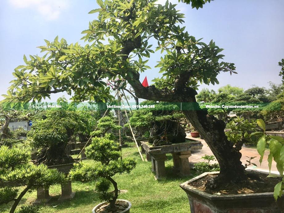 cây lộc vừng dáng huyền cây lộc vừng dáng huyền